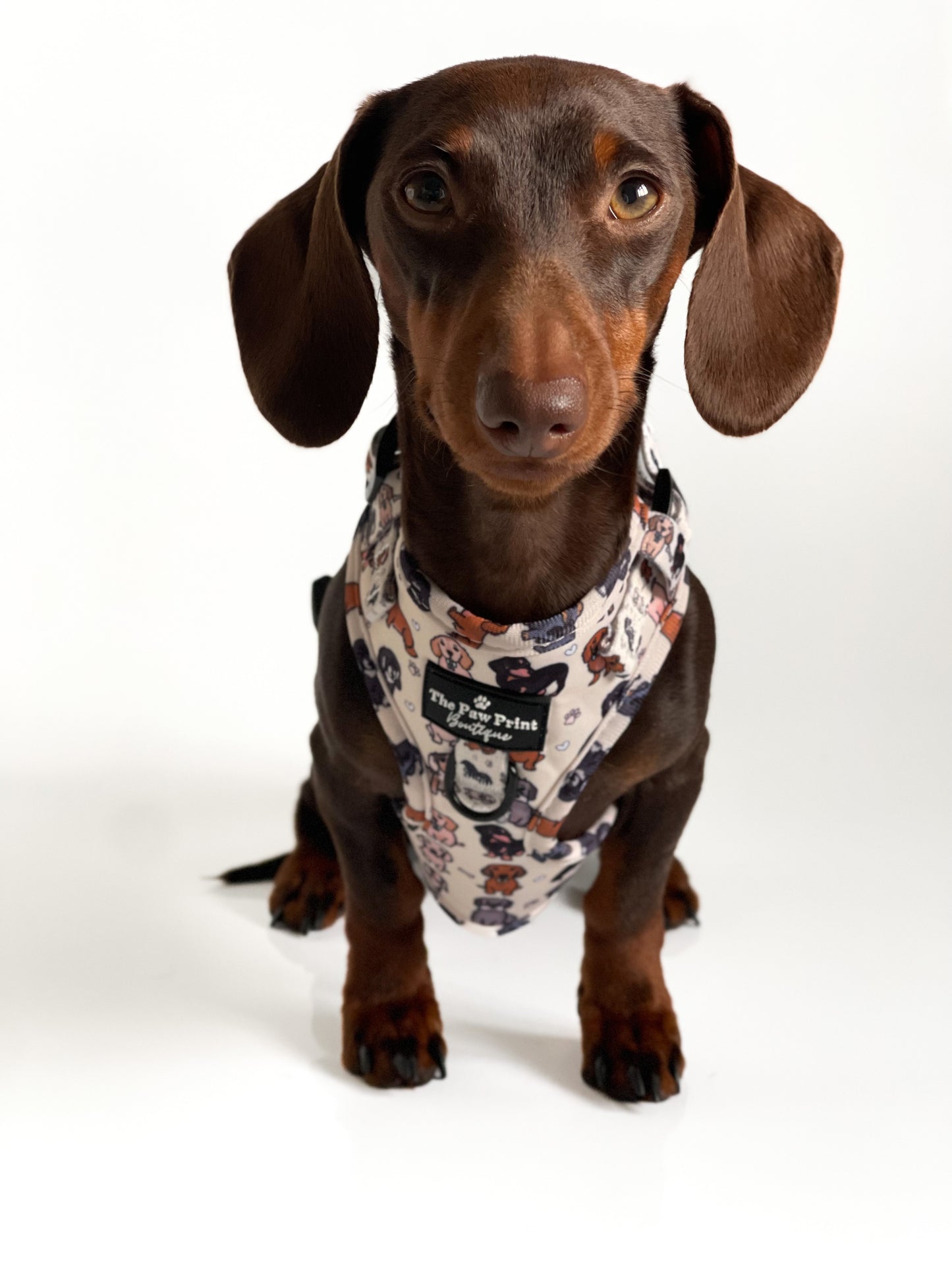 The Dachshund Adjustable Harness