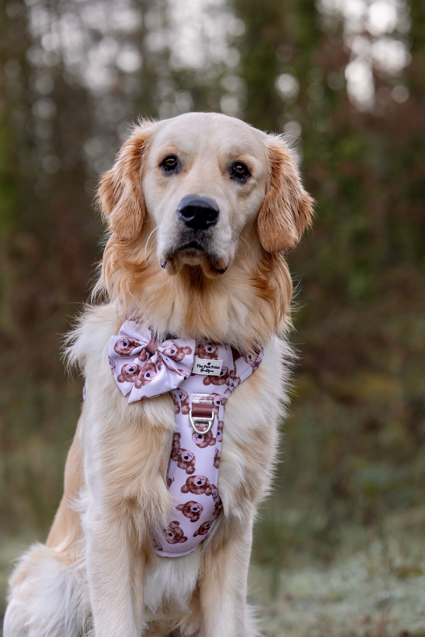 The Little Bear Cub Adventure Paws Harness