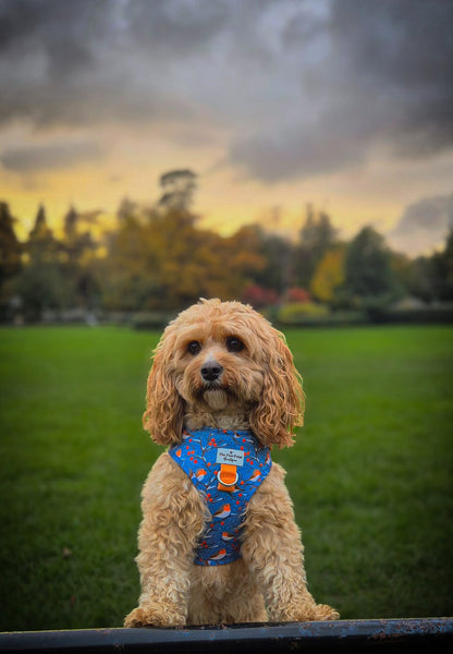 Seasons Tweetings Adjustable Harness