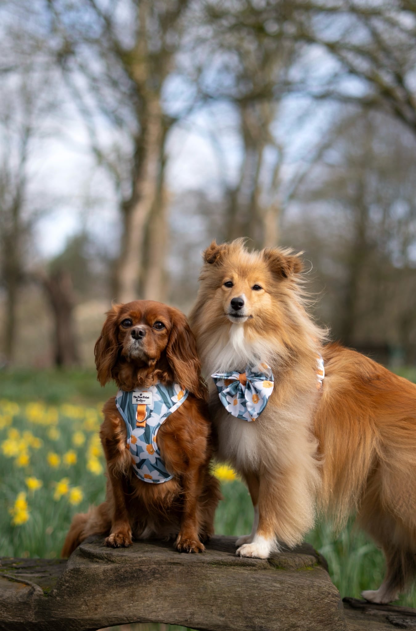 Daffodil Daze Adjustable Harness