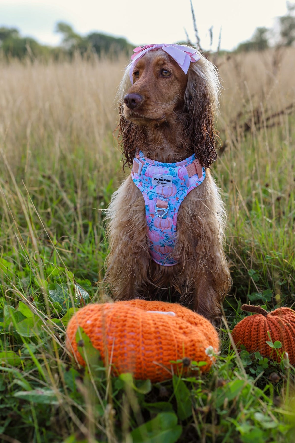 Pablos Pumpkins Adventure Paws Harness