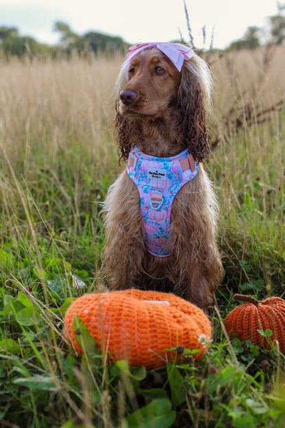 Pablos Pumpkins Adventure Paws Harness