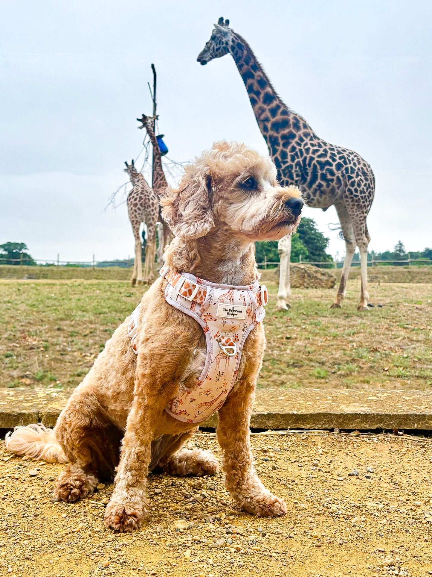 The Graceful Giraffe Adventure Paws Harness
