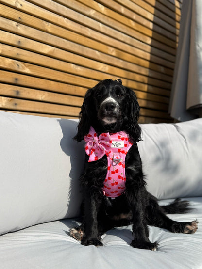Cherry on Top Adventure Paws Harness