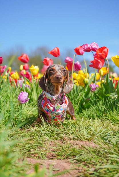 The Tulip Field Adventure Paws Harness