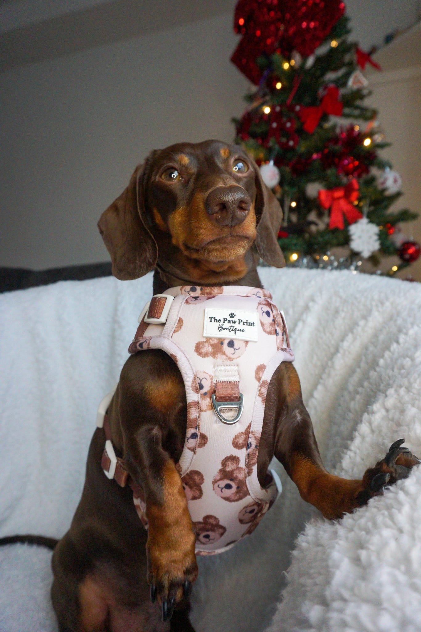 The Little Bear Cub Adventure Paws Harness