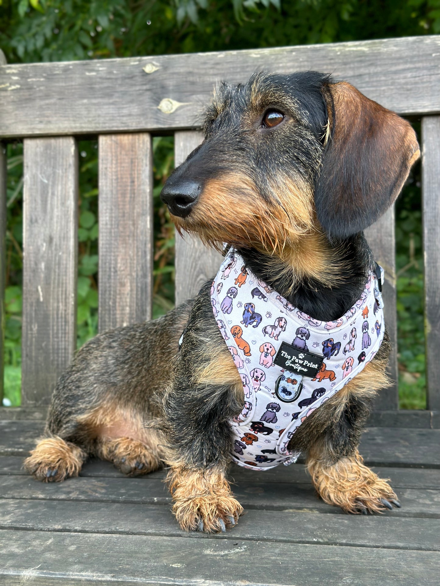 The Dachshund Adjustable Harness