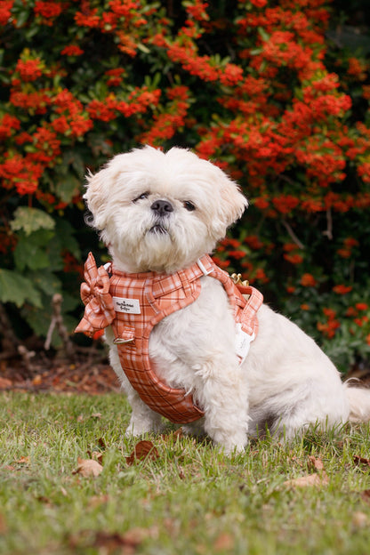 Pooches in Plaid Bow Tie