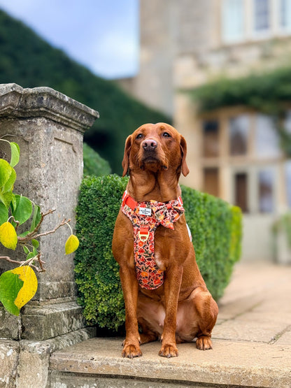 Winter Scents Adventure Paws Harness