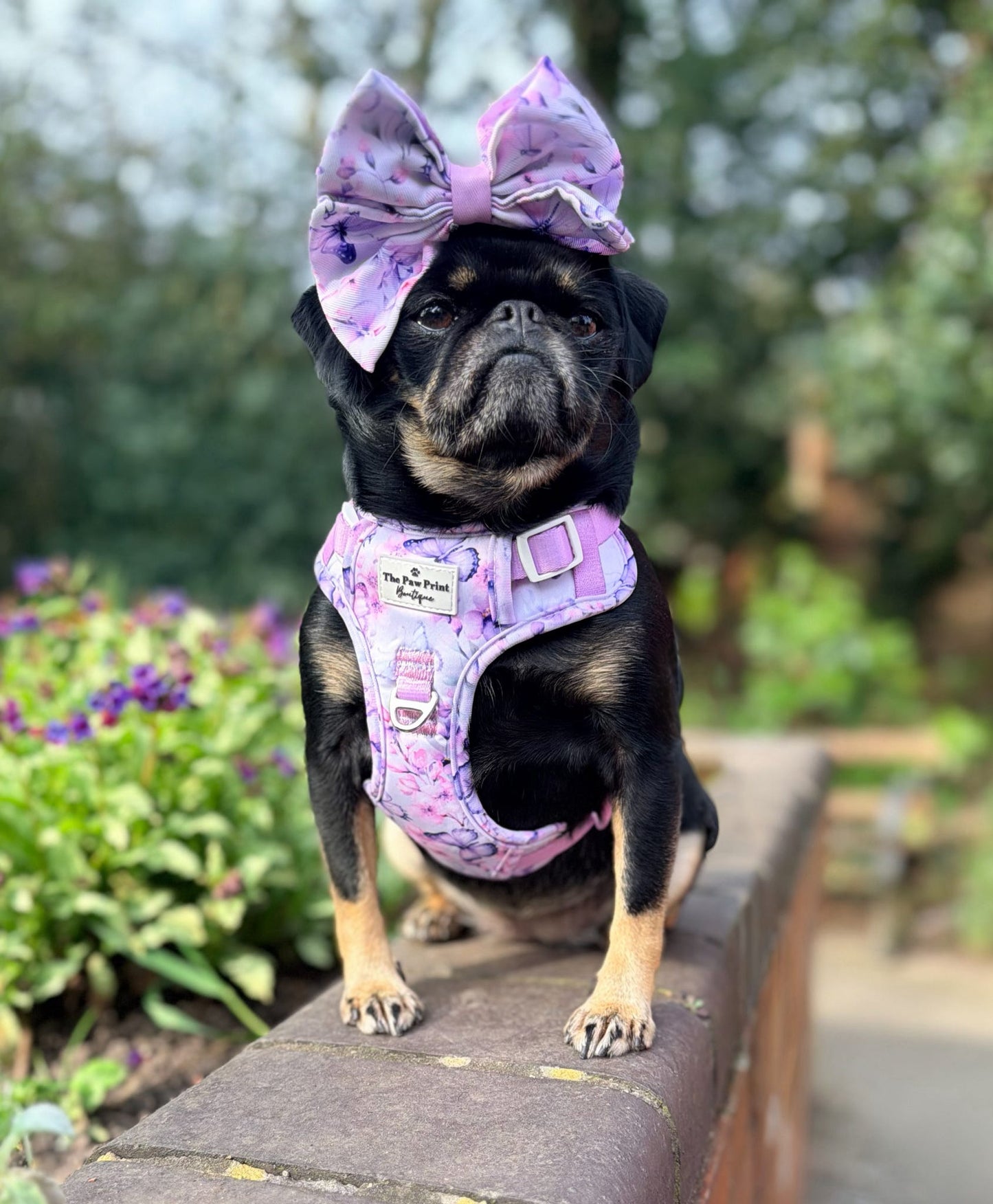 Butterfly Bliss Adventure Paws Harness