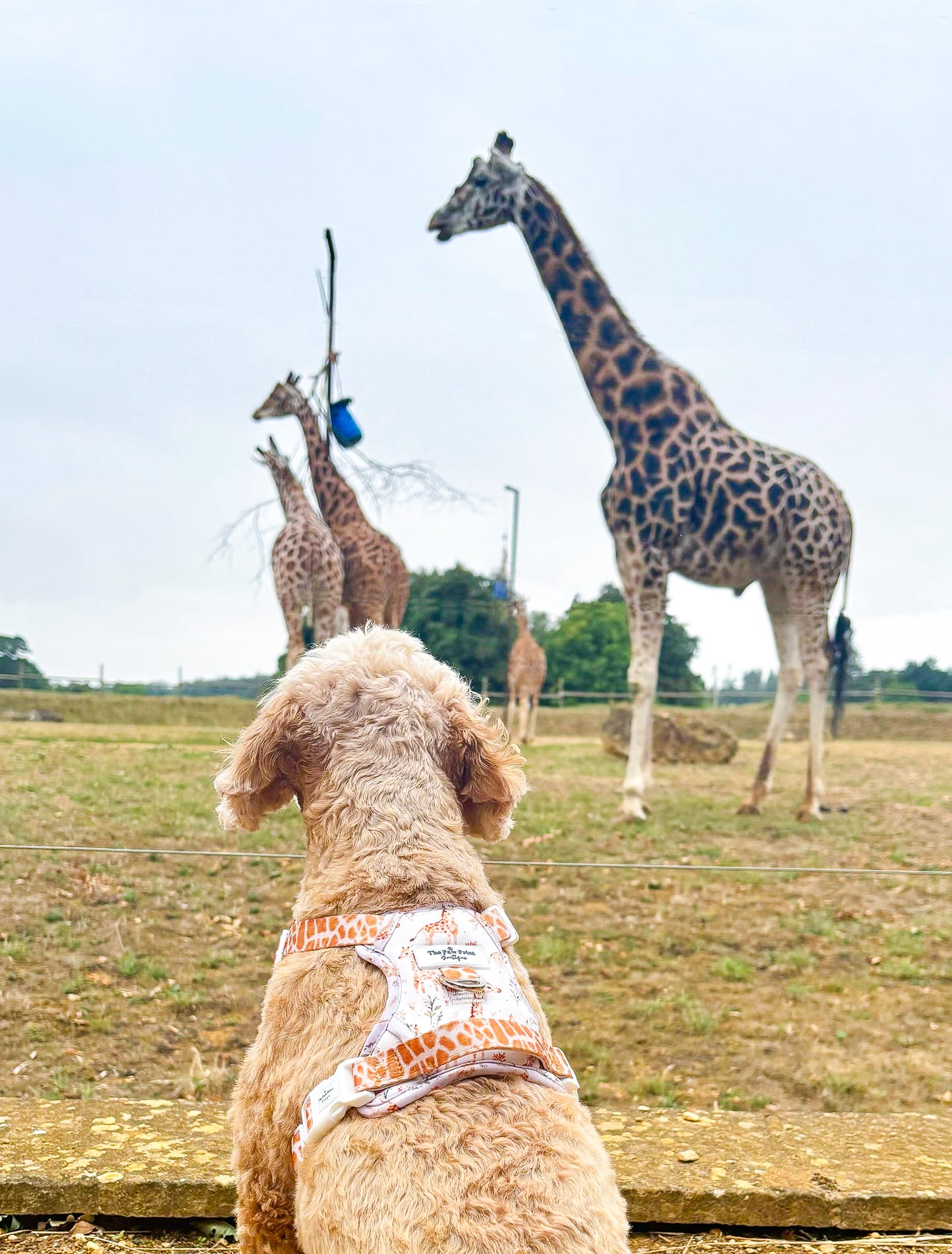 The Graceful Giraffe Adventure Paws Harness