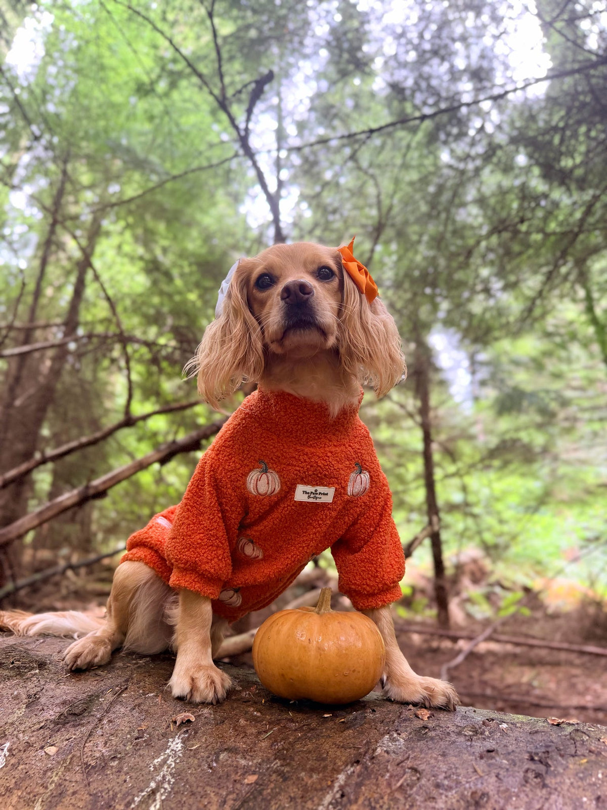 The Embroidered Pumpkins Teddy Fleece