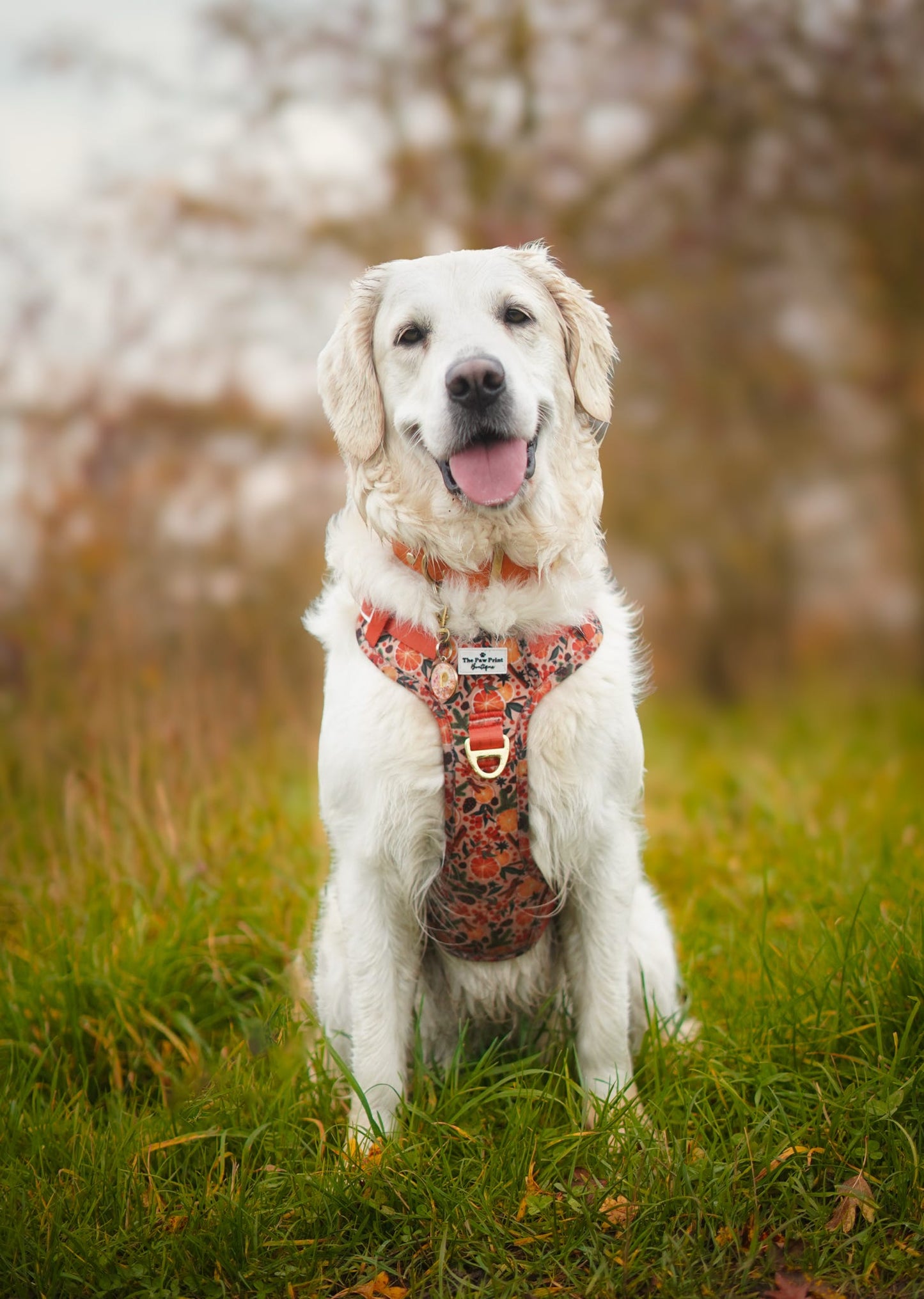 Winter Scents Adventure Paws Harness