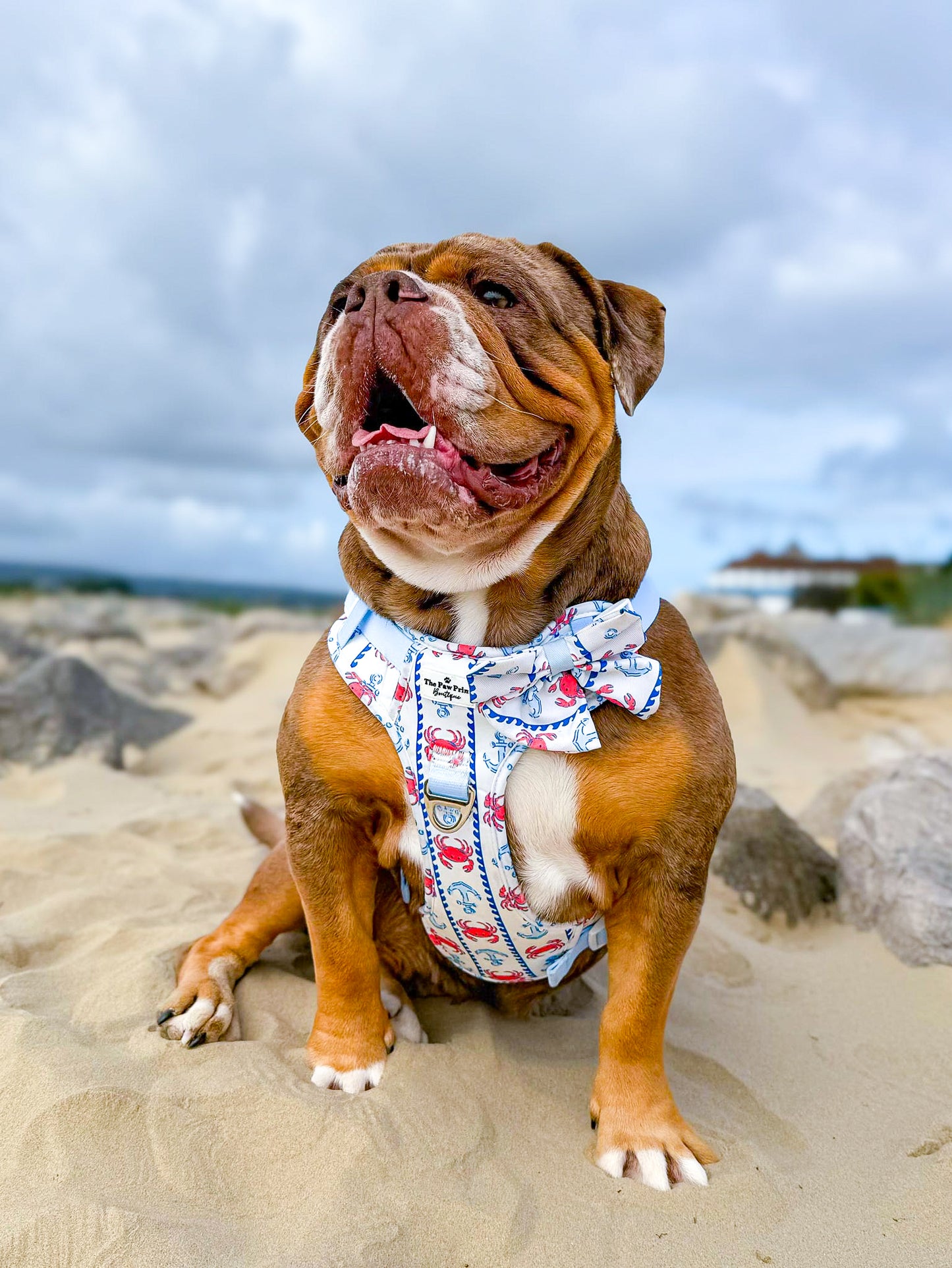 Absolutely Crabulous Adventure Paws Harness