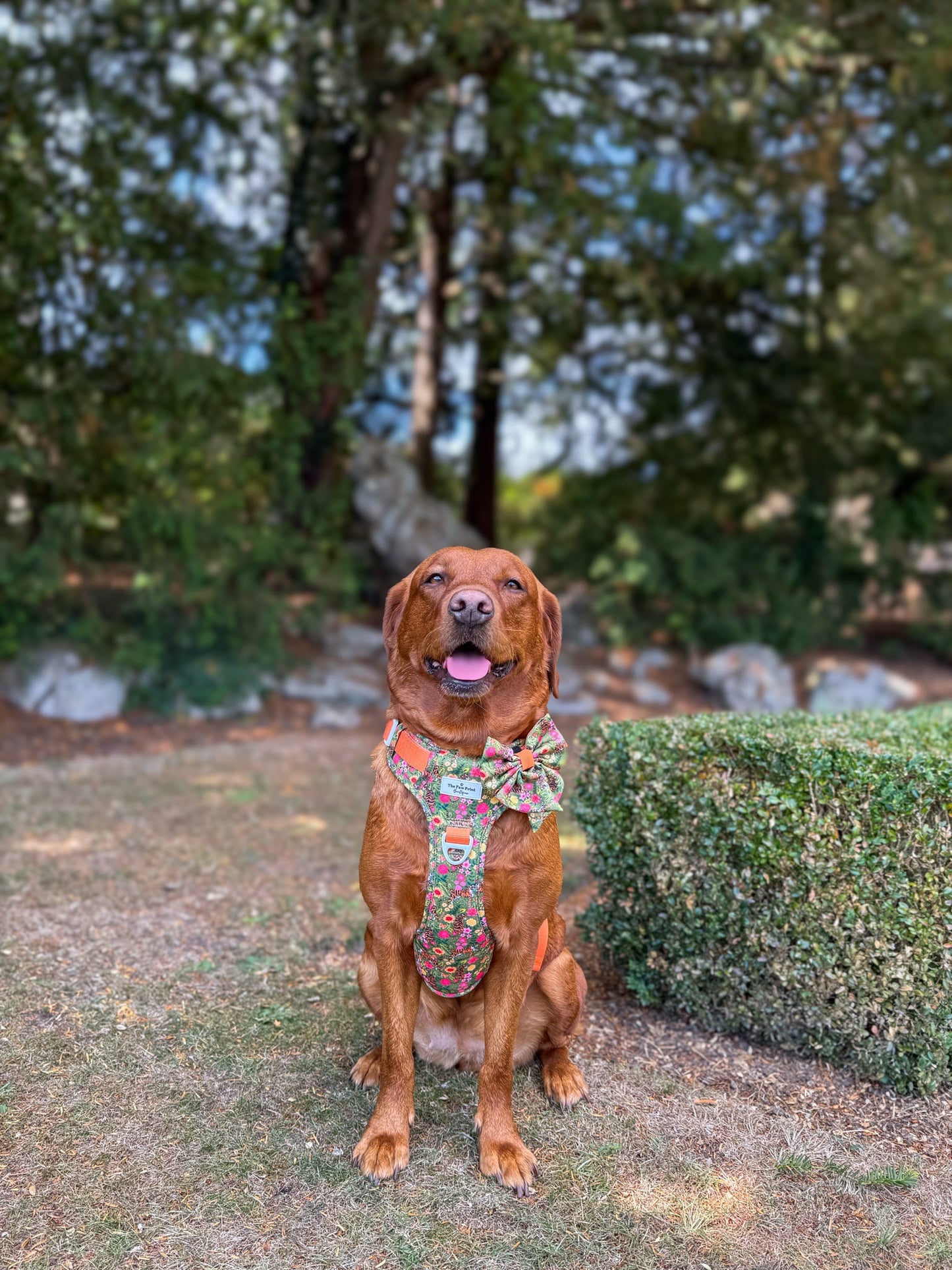 The Tiger who came to TPPB Adventure Paws Harness