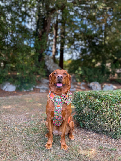 The Tiger who came to TPPB Adventure Paws Harness