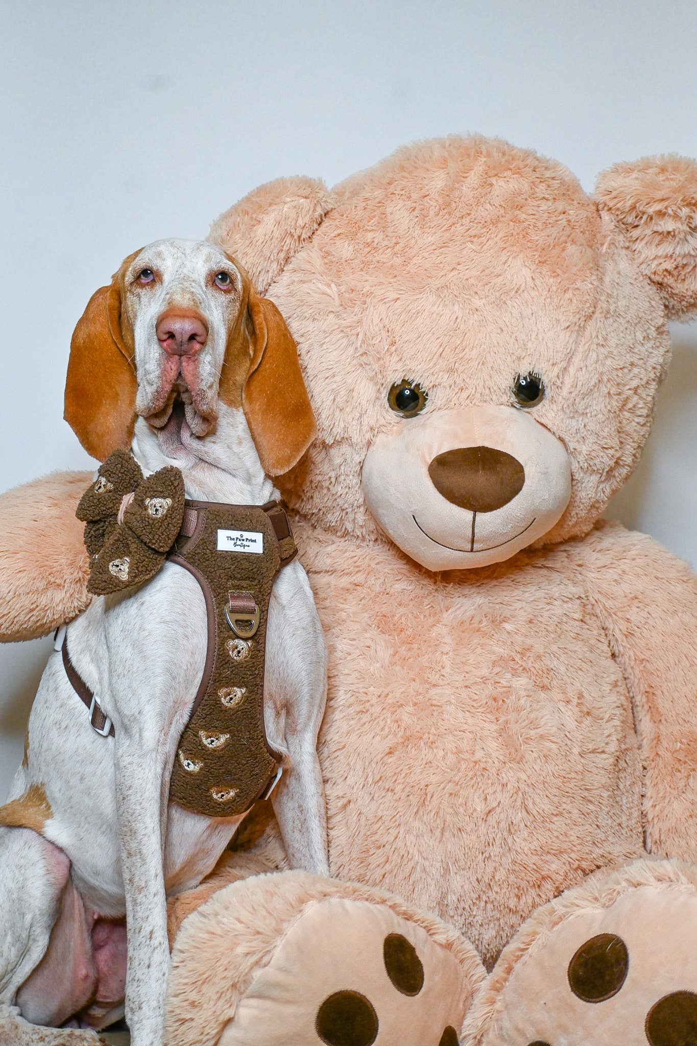 The Embroidered Little Bear Cub Adventure Paws Harness