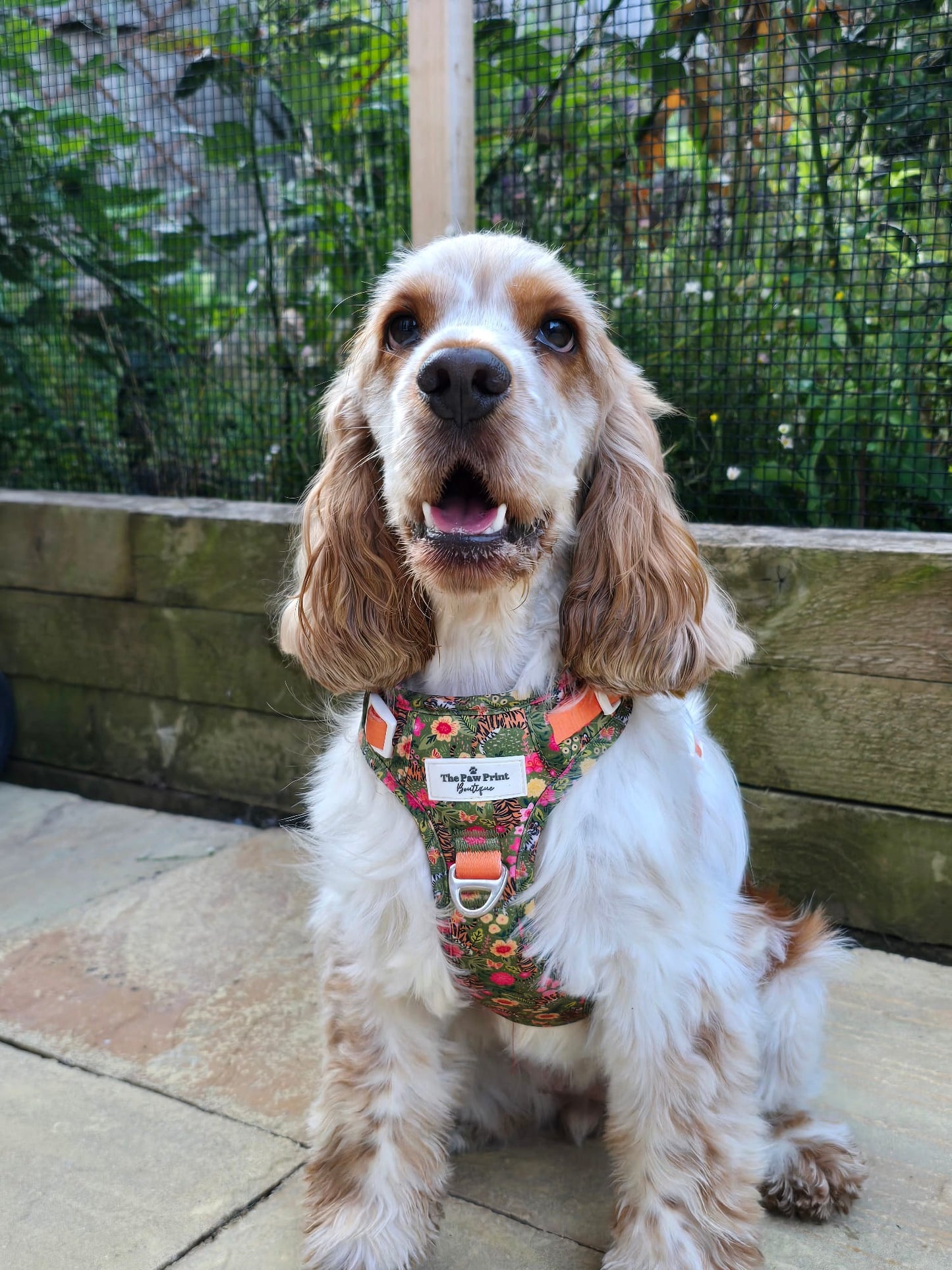 The Tiger who came to TPPB Adventure Paws Harness