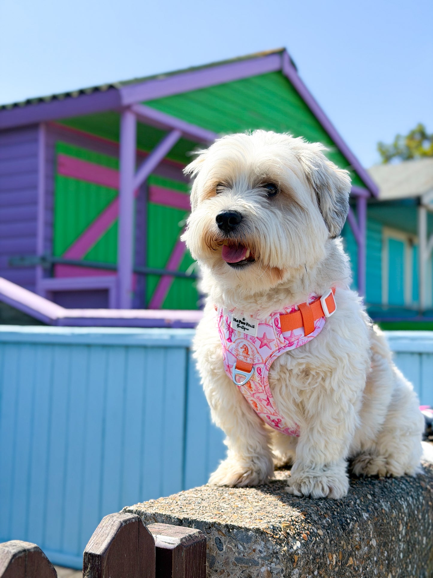 Under the Sea Paws Harness