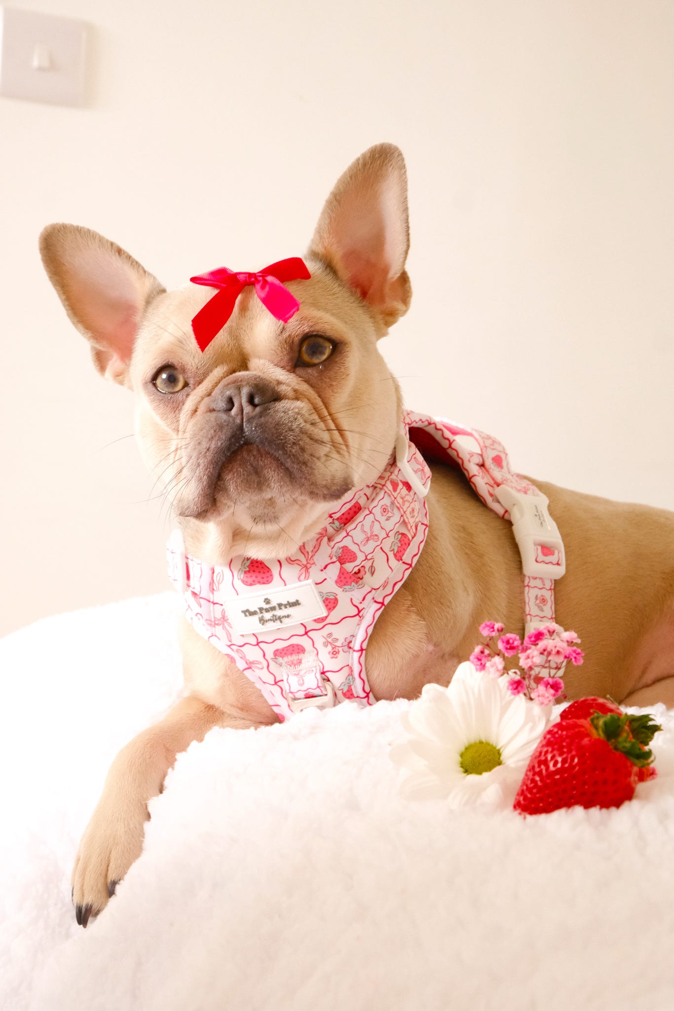 The Bows & Berries Adventure Paws Harness