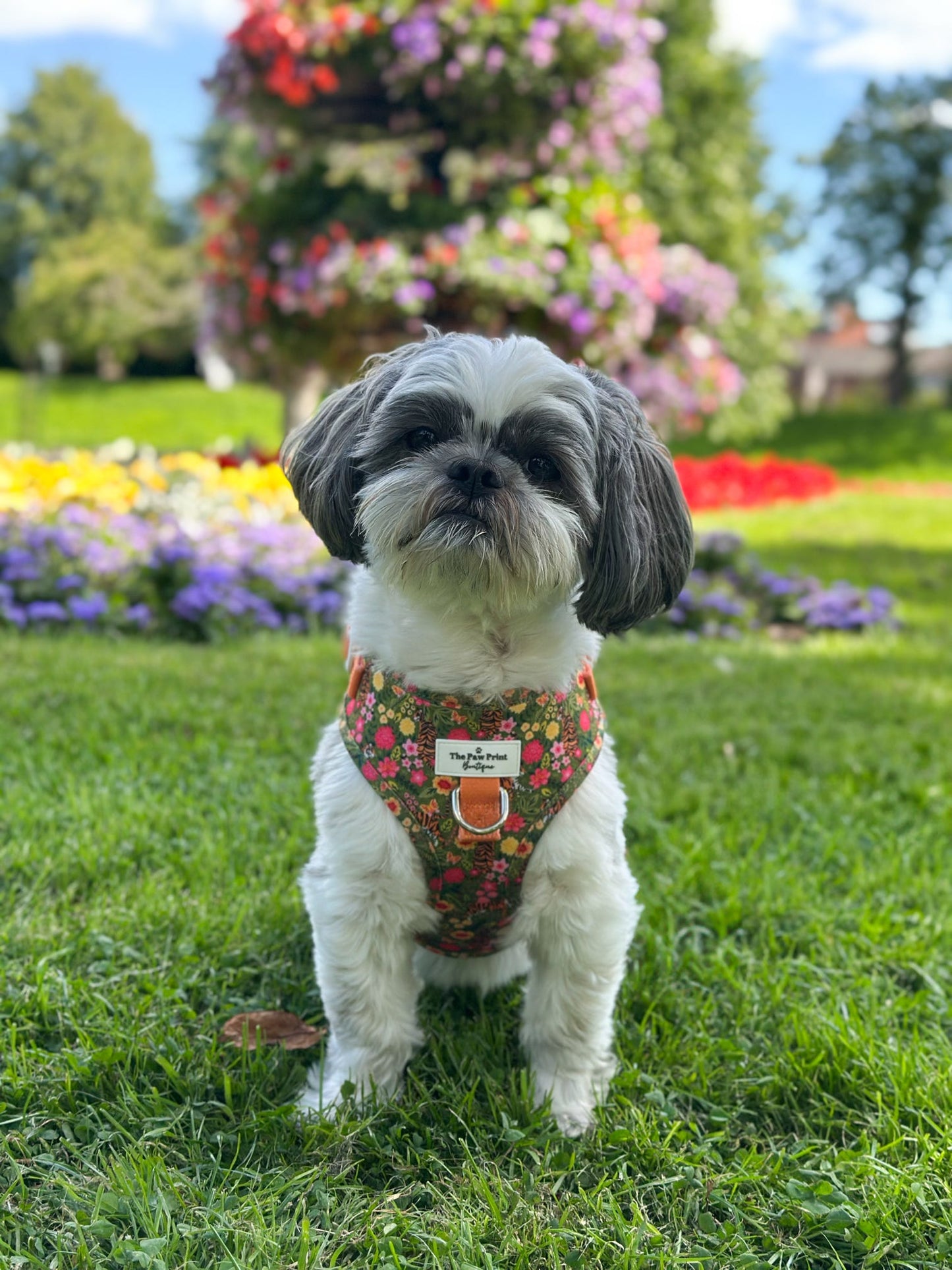 The Tiger who came to TPPB Adjustable Harness