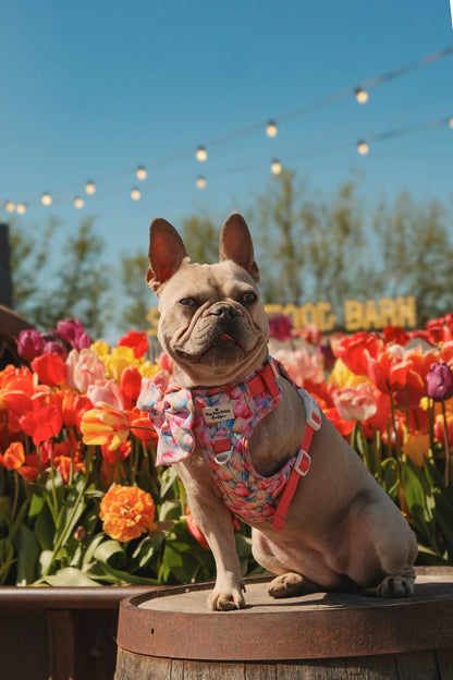 The Tulip Field Adventure Paws Harness