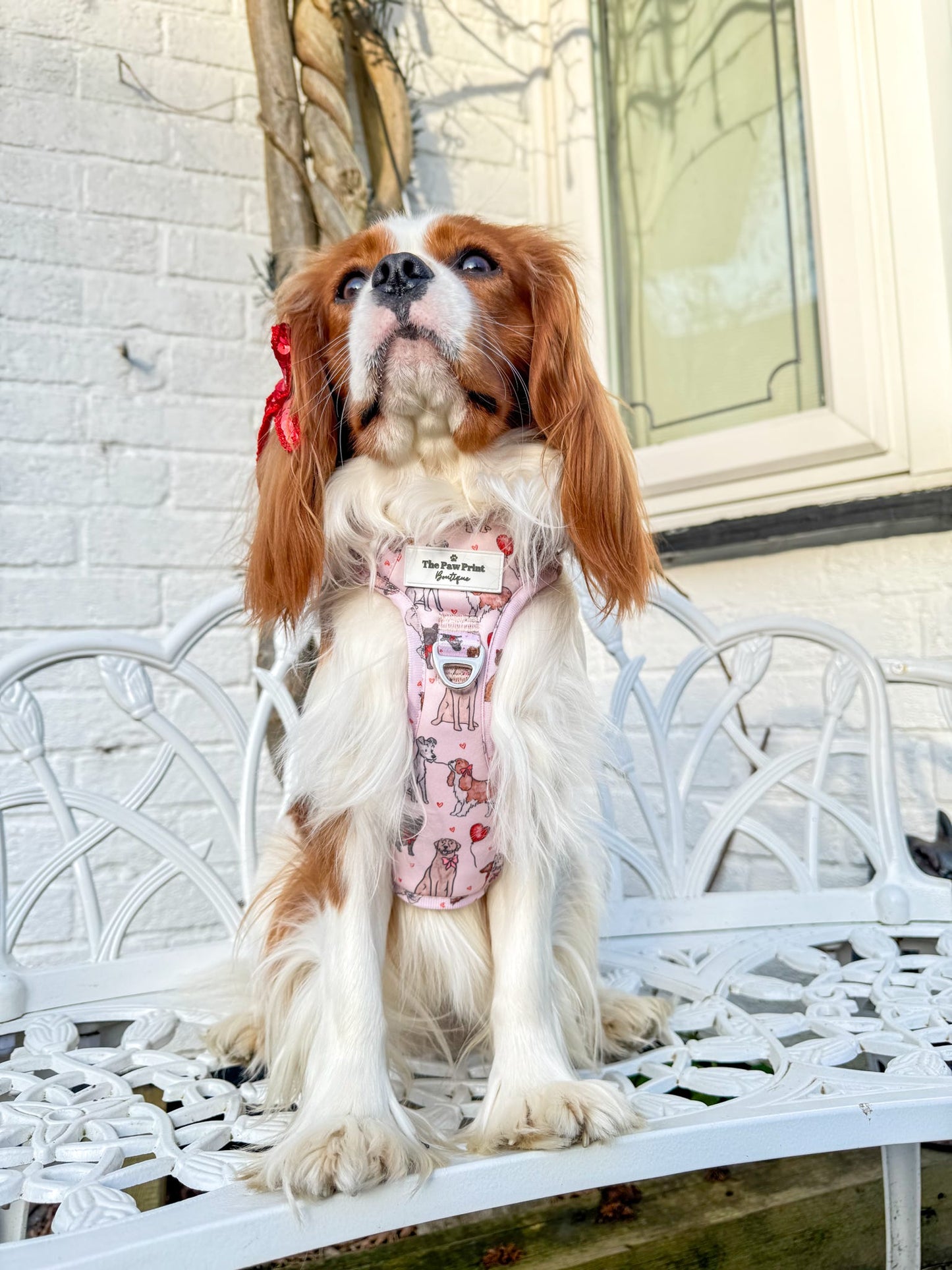 The Puppy Love Adventure Paws Harness