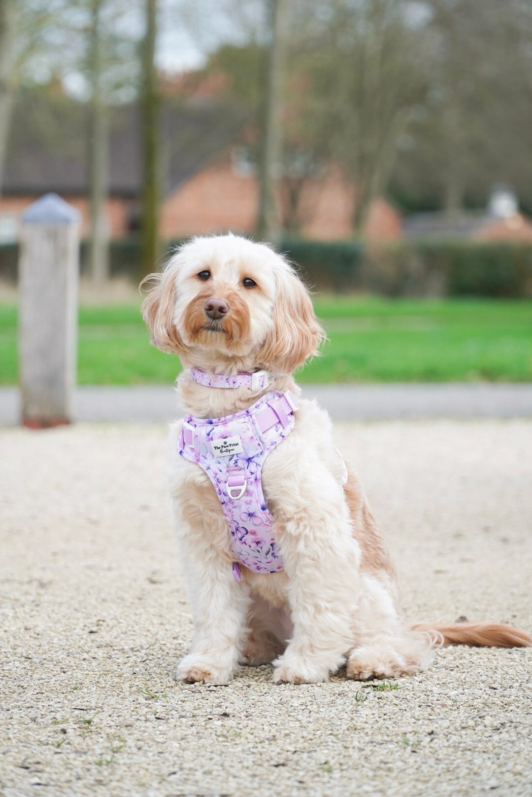 Butterfly Bliss Adventure Paws Harness