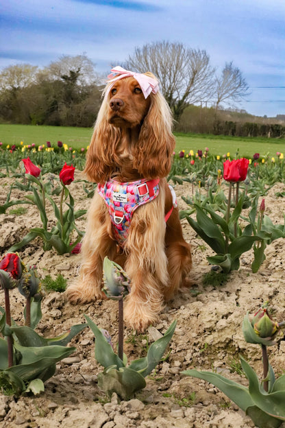 The Tulip Field Adventure Paws Harness
