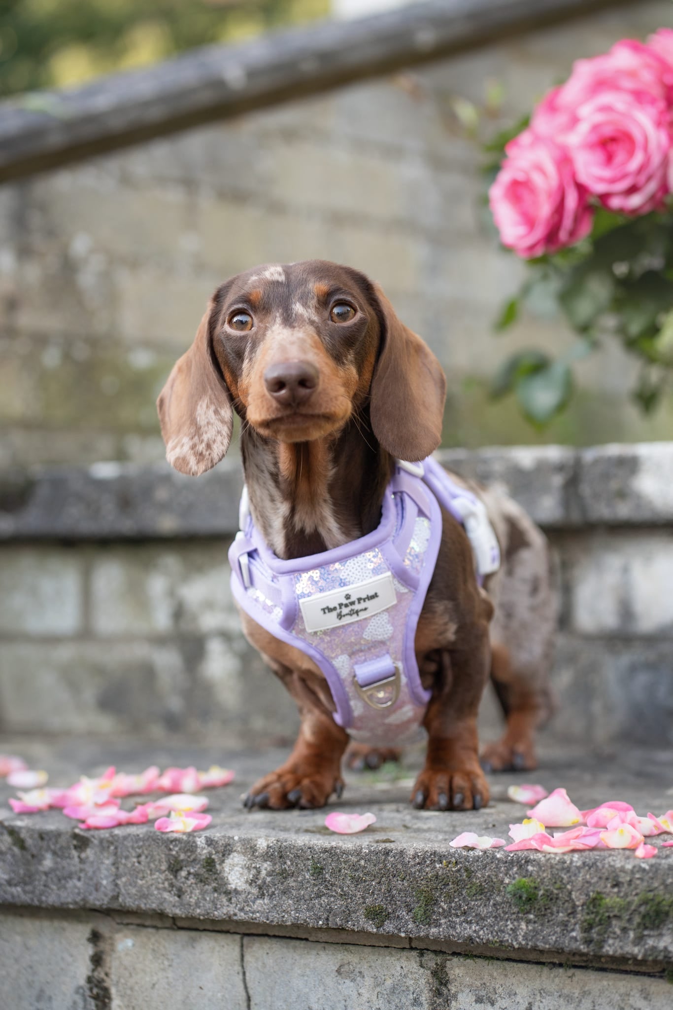 The Sassy in Sequins - Lilac Adventure Paws Harness