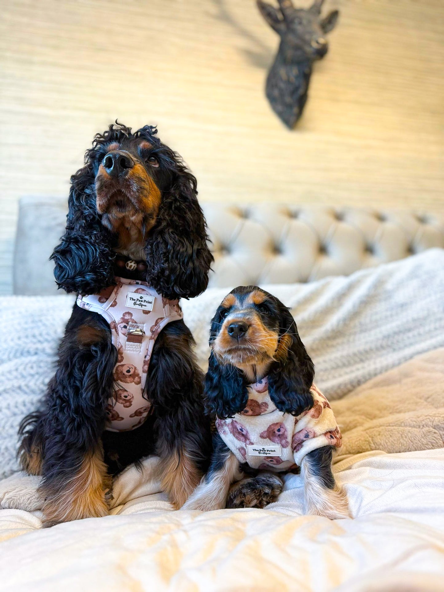 The Little Bear Cub Adventure Paws Harness