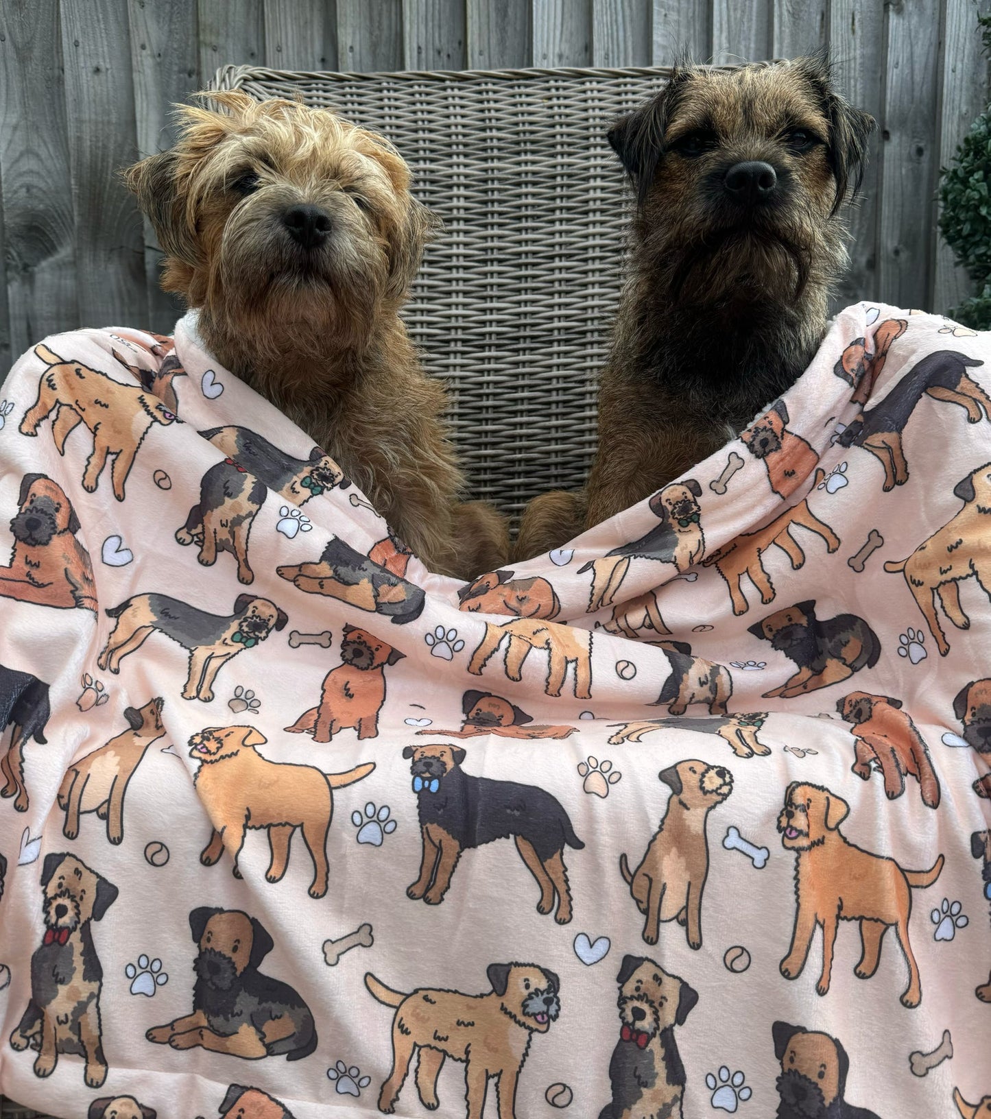 The Border Terrier Dog Blanket - Beige