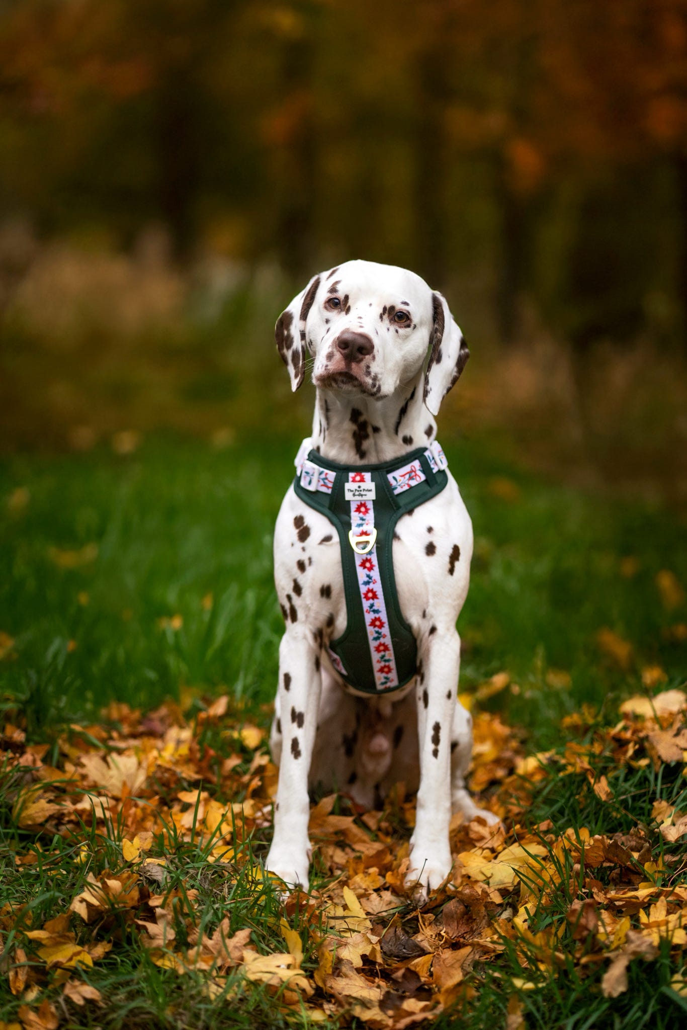 Festive Traditions Adventure Paws Harness