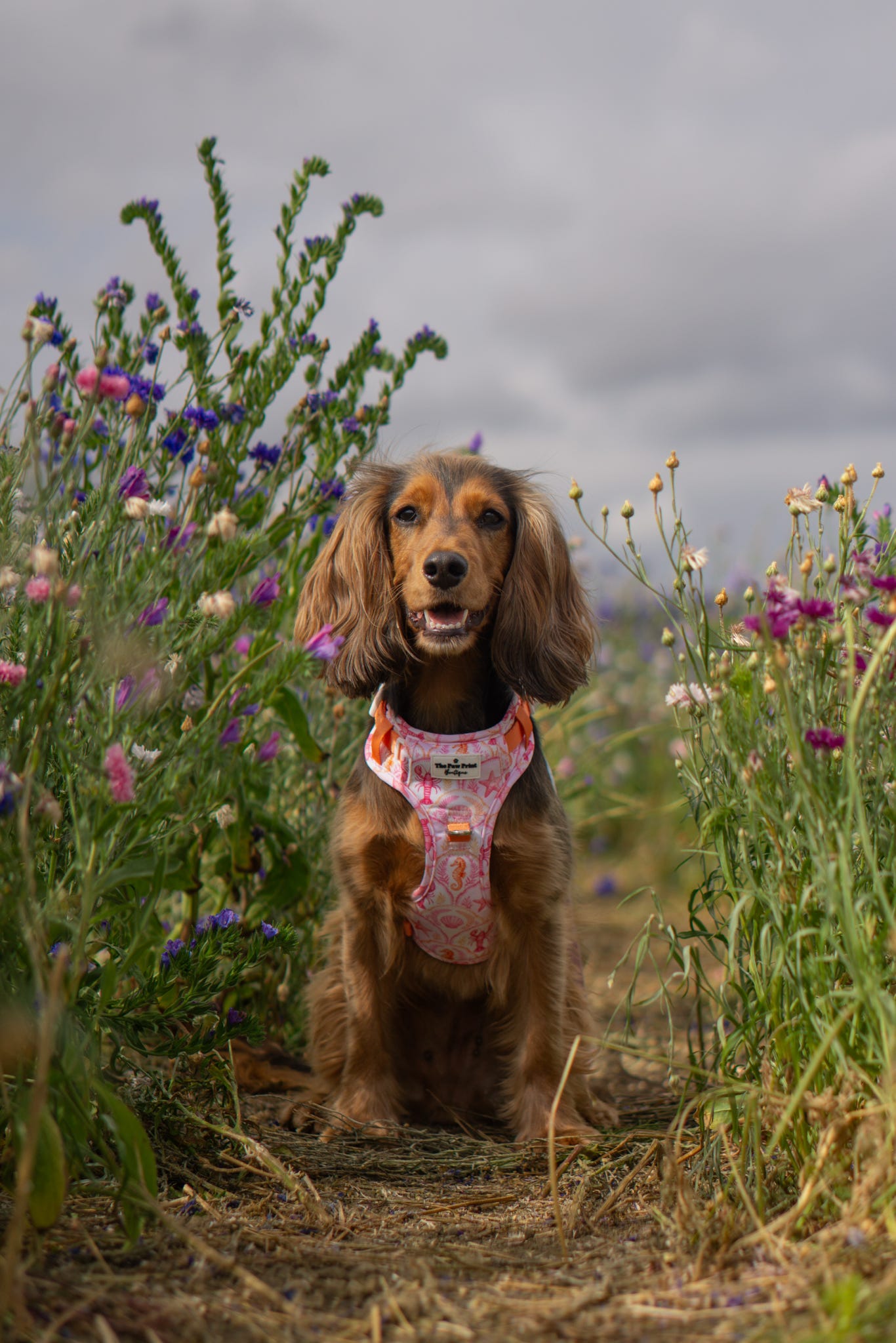 Under the Sea Paws Harness