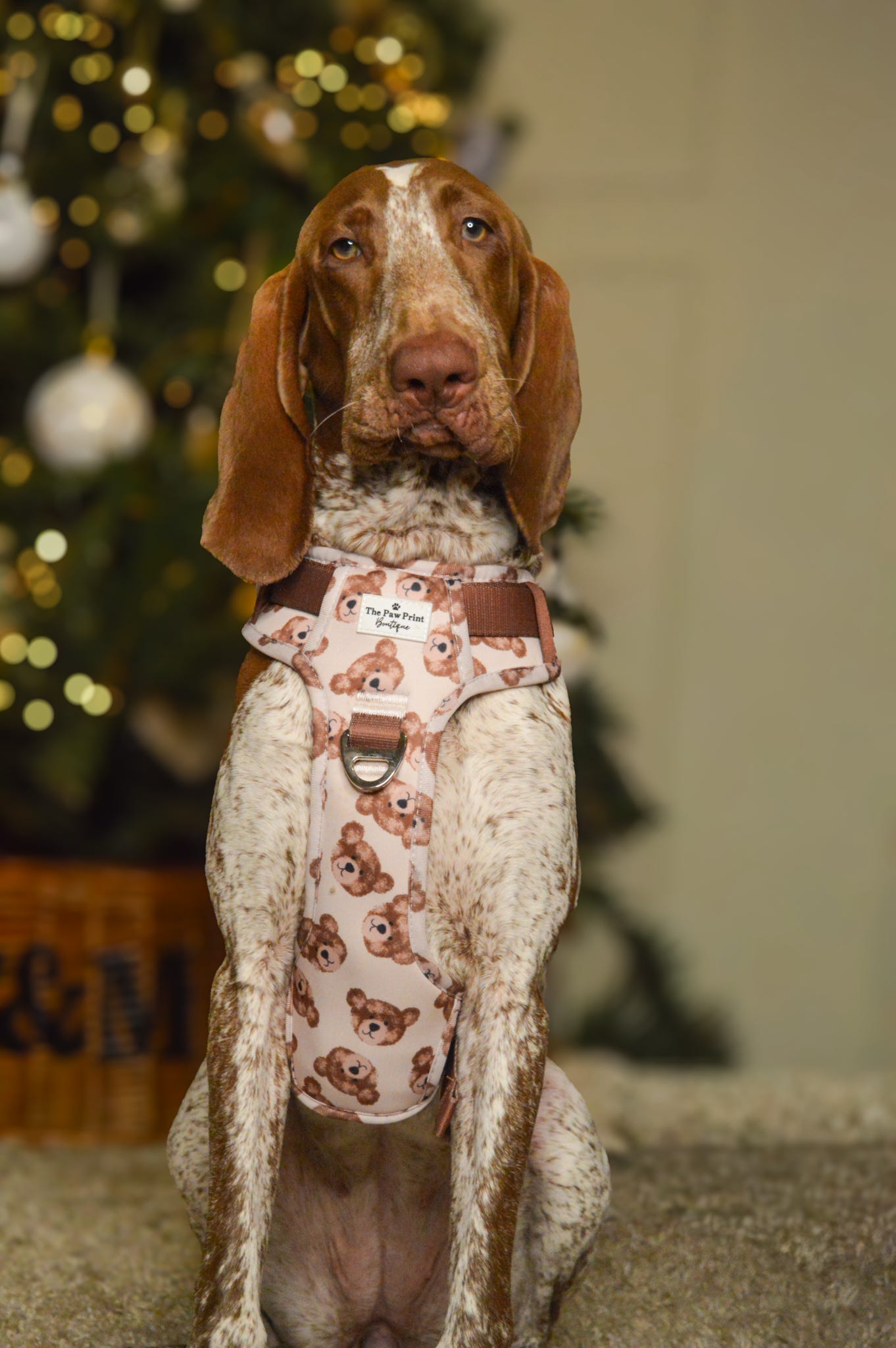 The Little Bear Cub Adventure Paws Harness