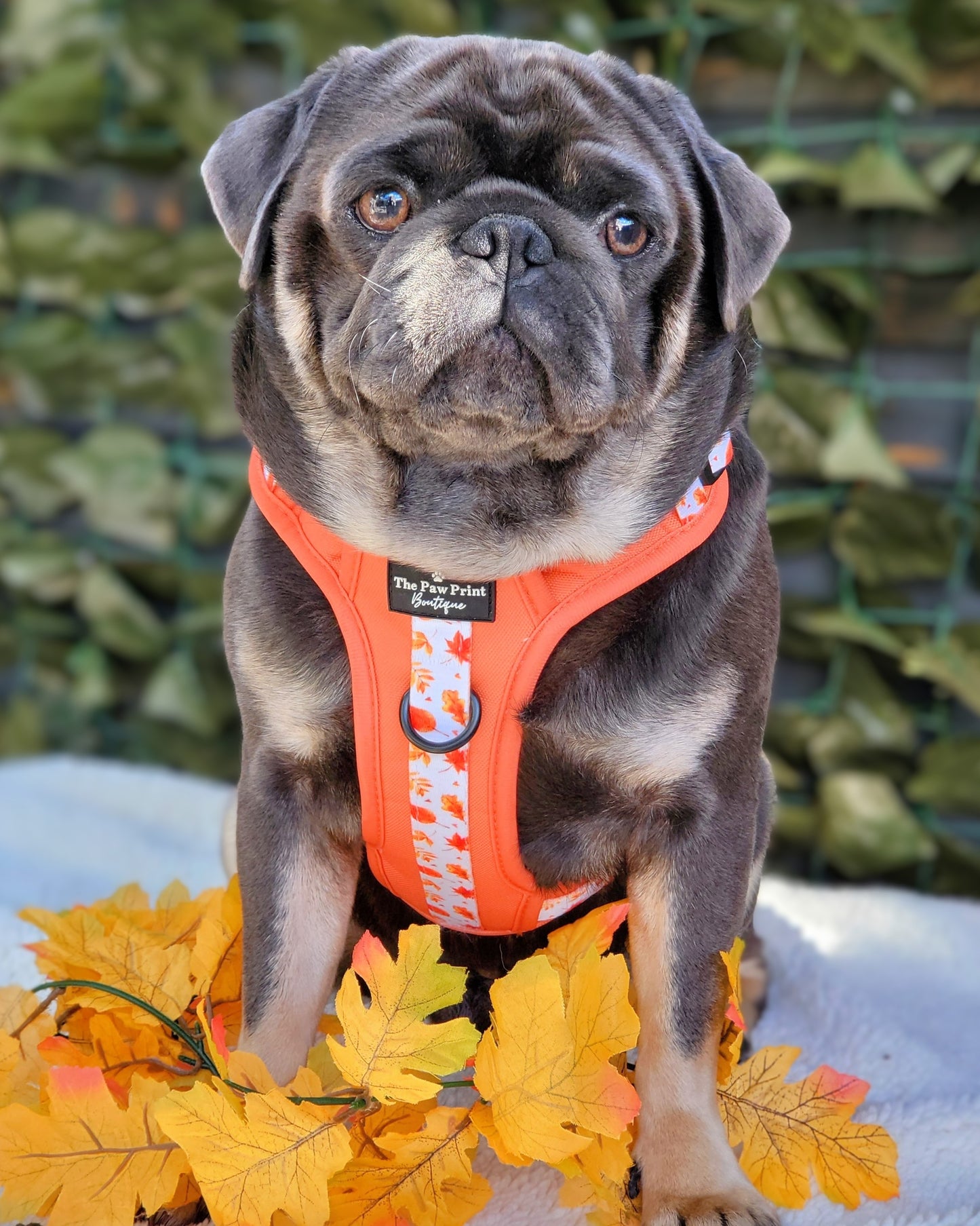 The UnbeLEAFable Adventure Paws Harness (Tough)