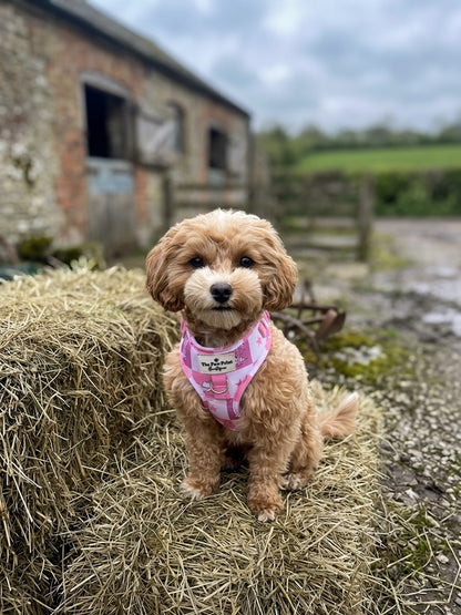 Cowgirl Cutie Adjustable Harness
