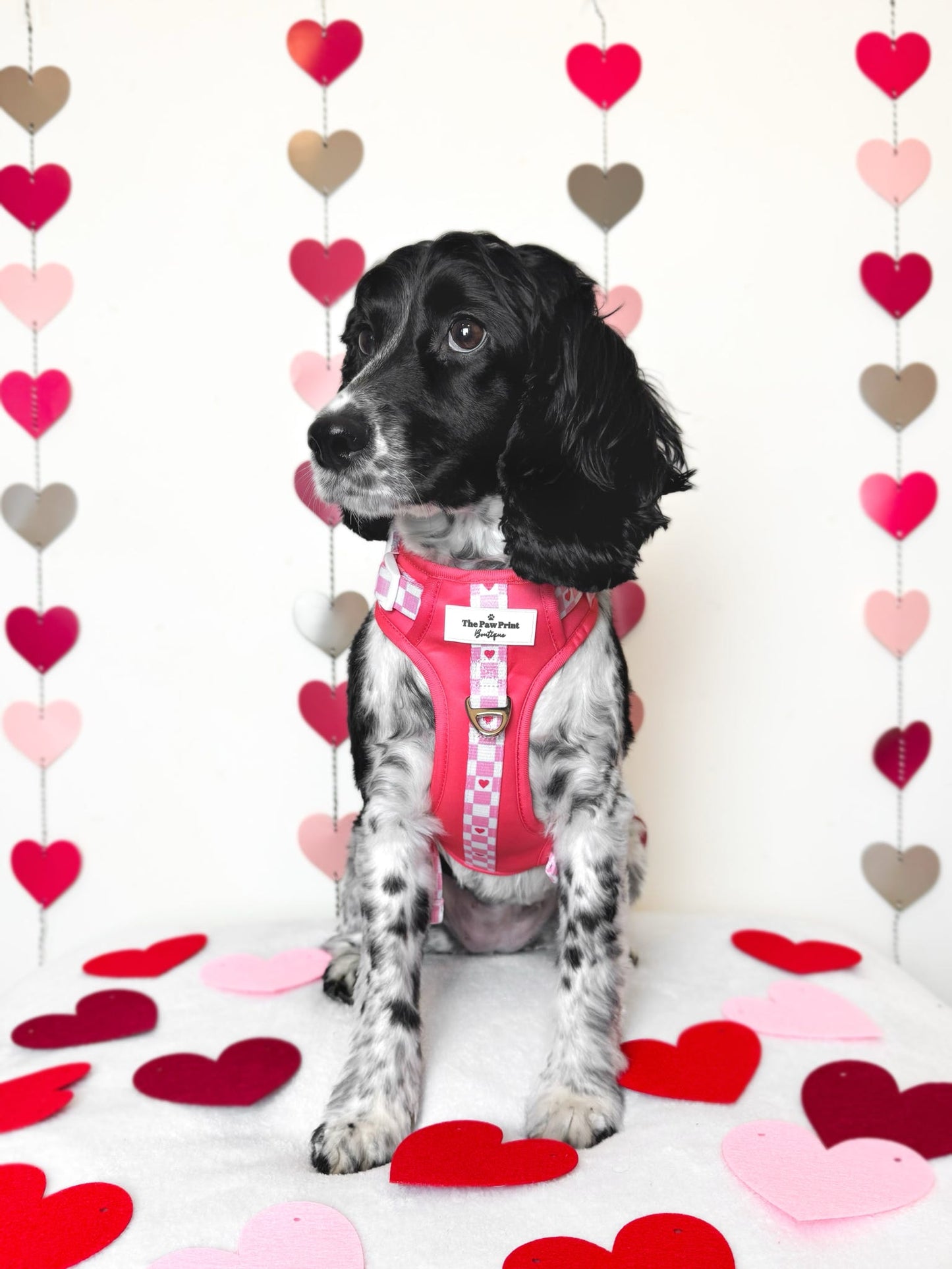 The Fur-ever Love Adventure Paws Harness