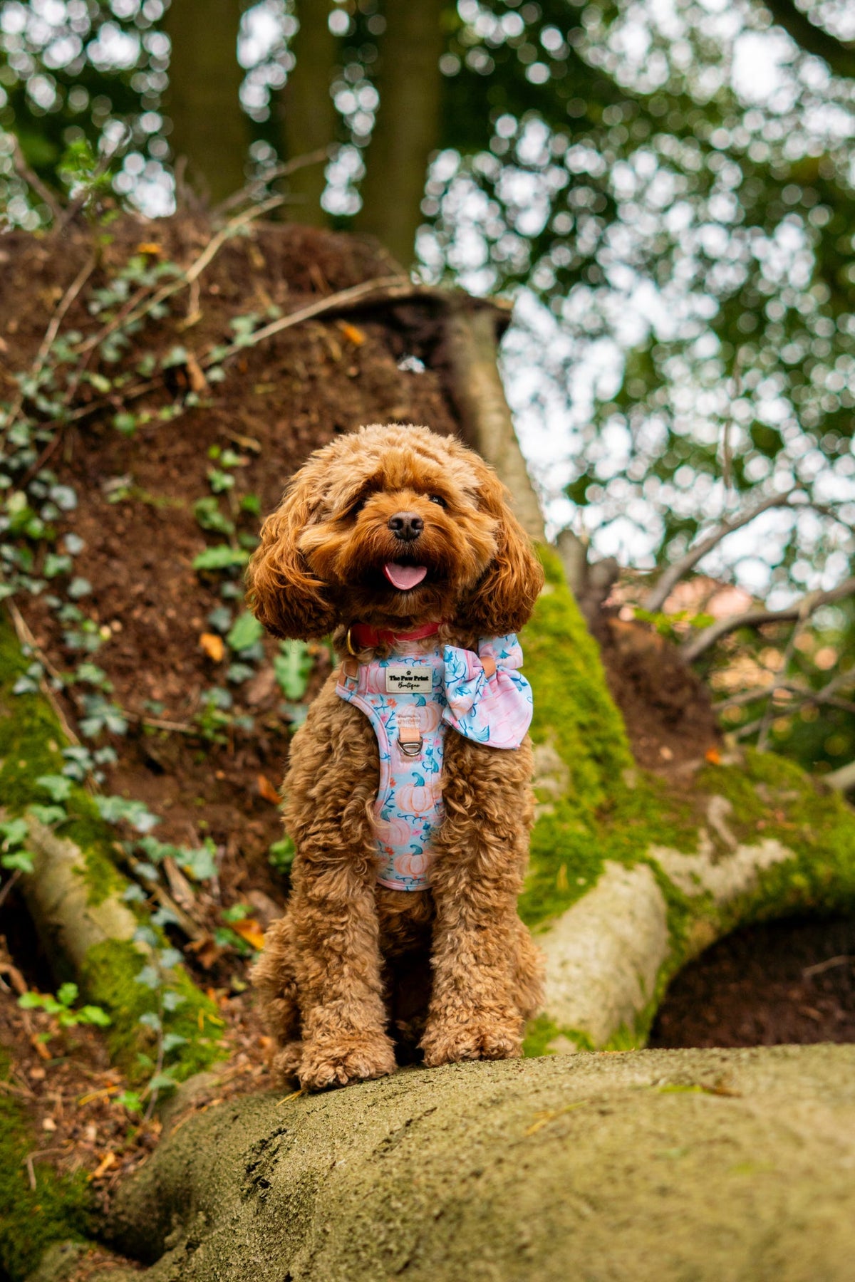 Pablos Pumpkins Adventure Paws Harness