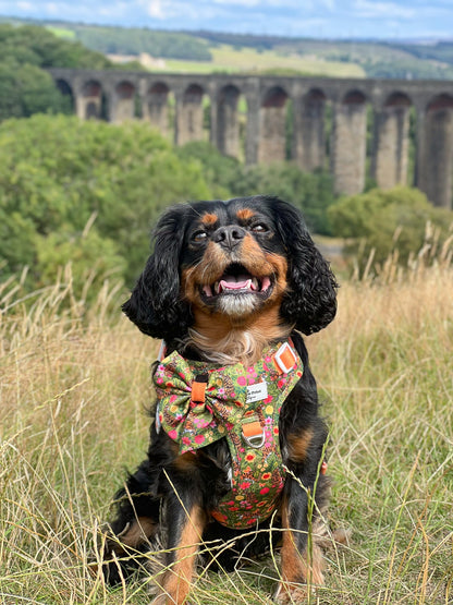 The Tiger who came to TPPB Adventure Paws Harness