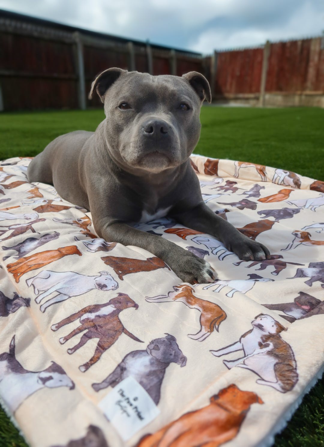 Staffy Dog Blanket