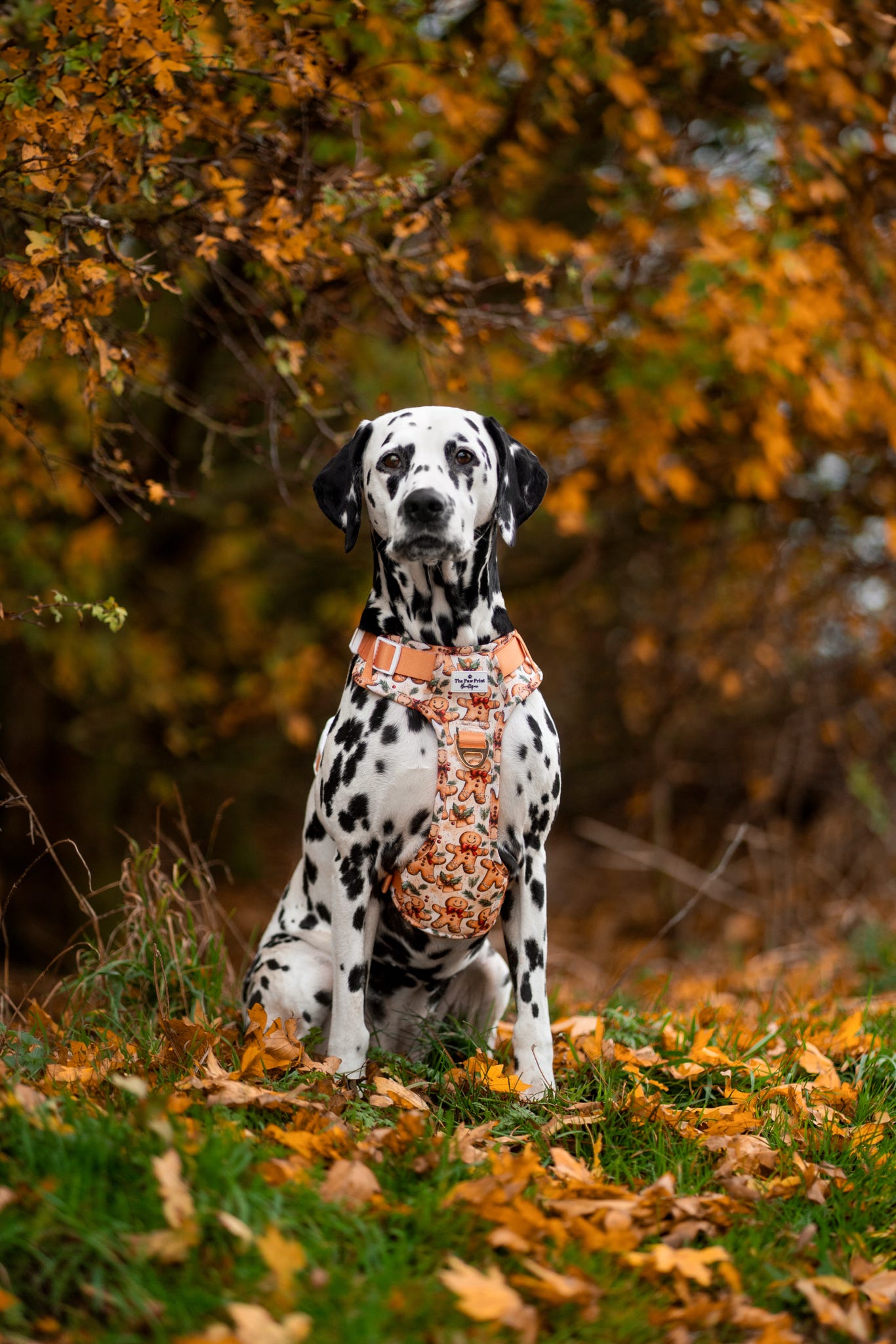 Gingerbread Grove Adventure Paws Harness