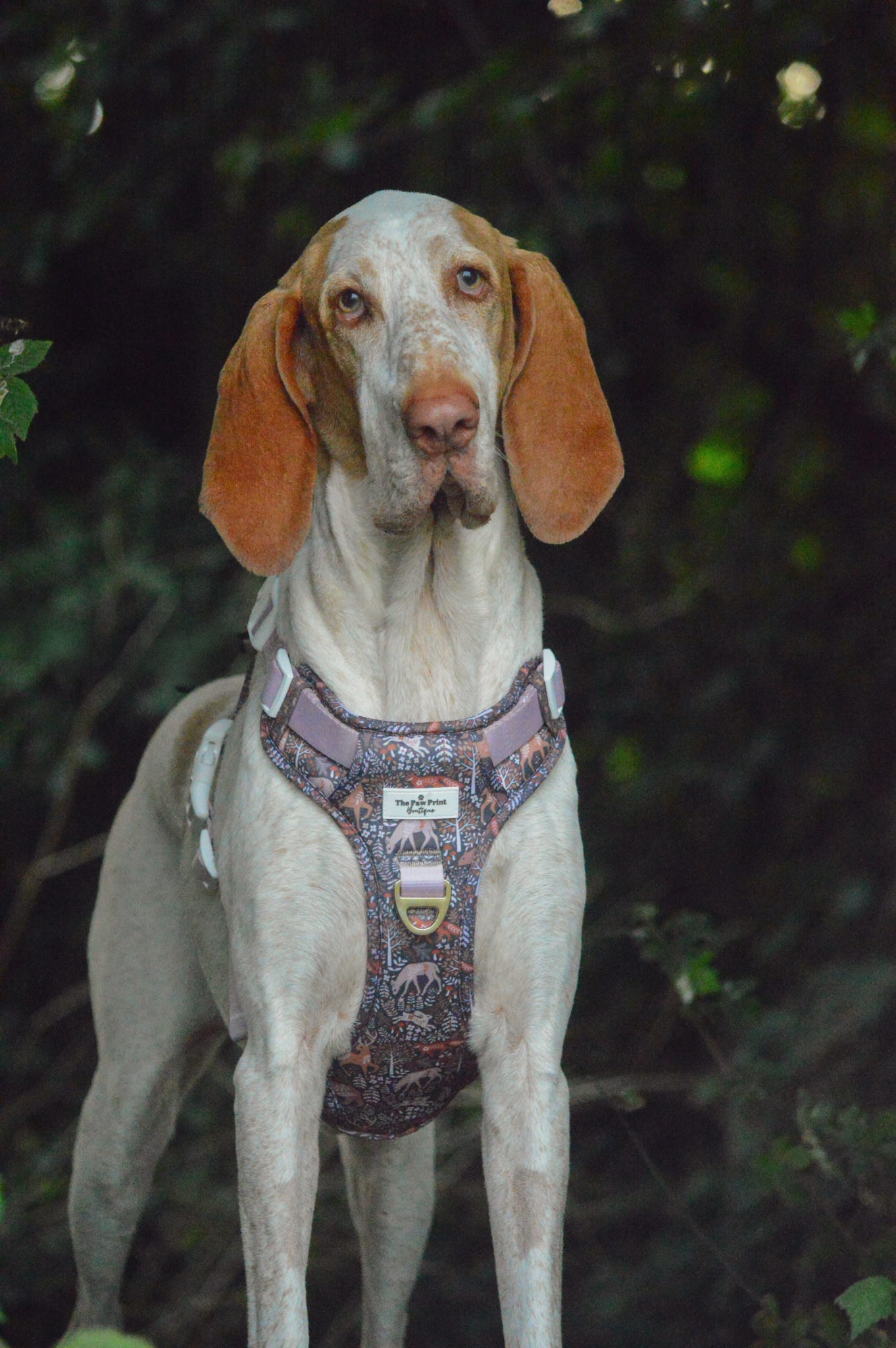 Woodland Wilderness Adventure Paws Harness