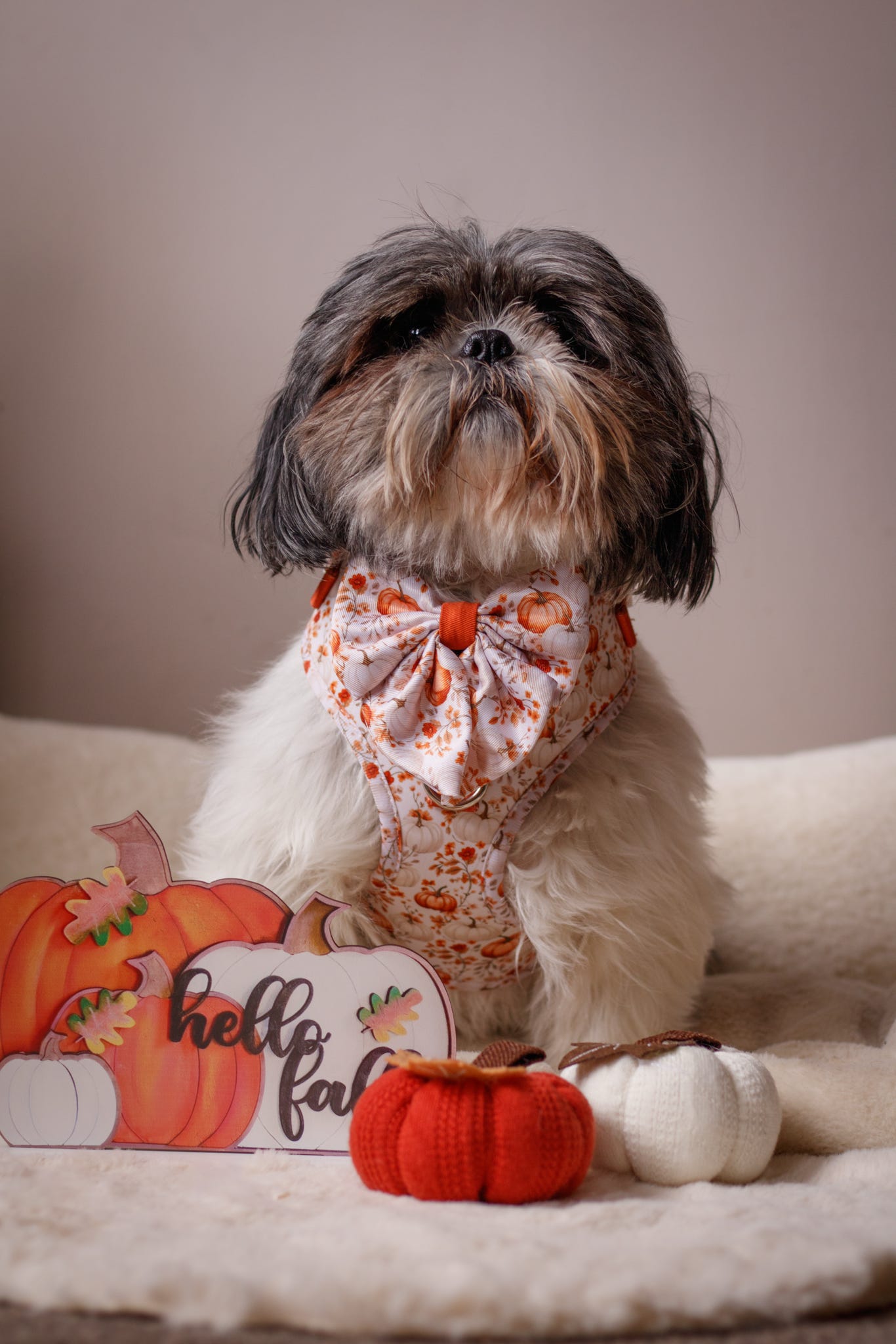 Pupkin Patch Bow Tie