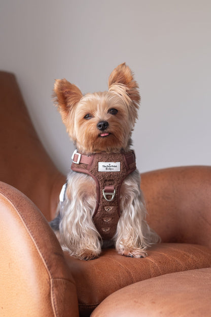 The Embroidered Little Bear Cub Adventure Paws Harness