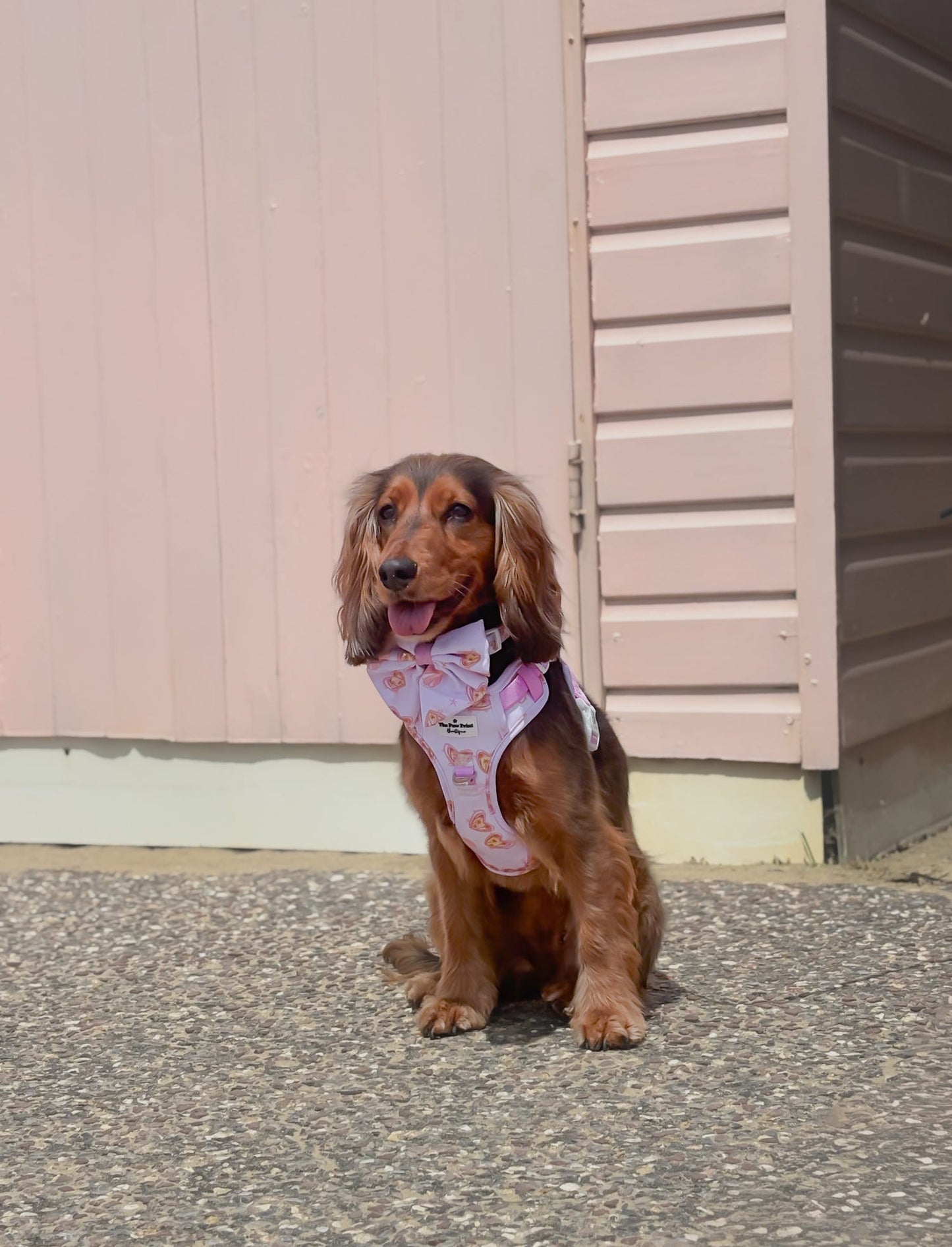 Miami Palms Adventure Paws Harness
