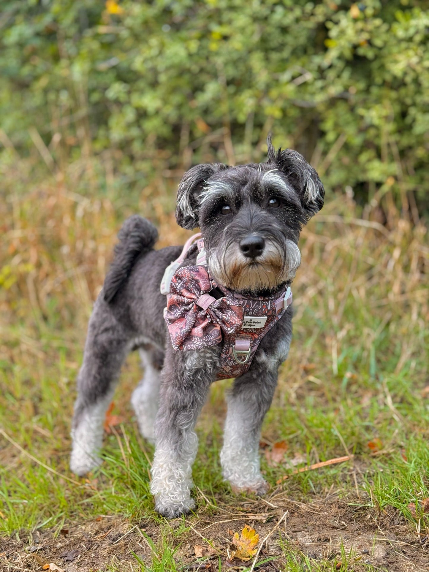 Woodland Wilderness Adventure Paws Harness
