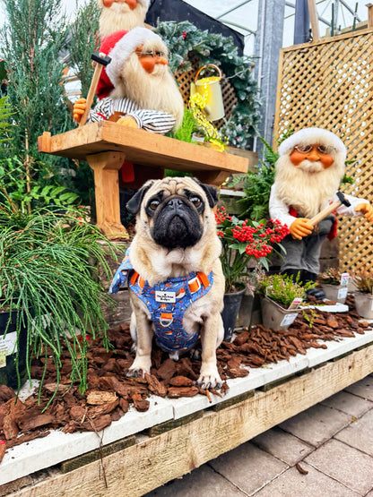 Seasons Tweetings Adventure Paws Harness