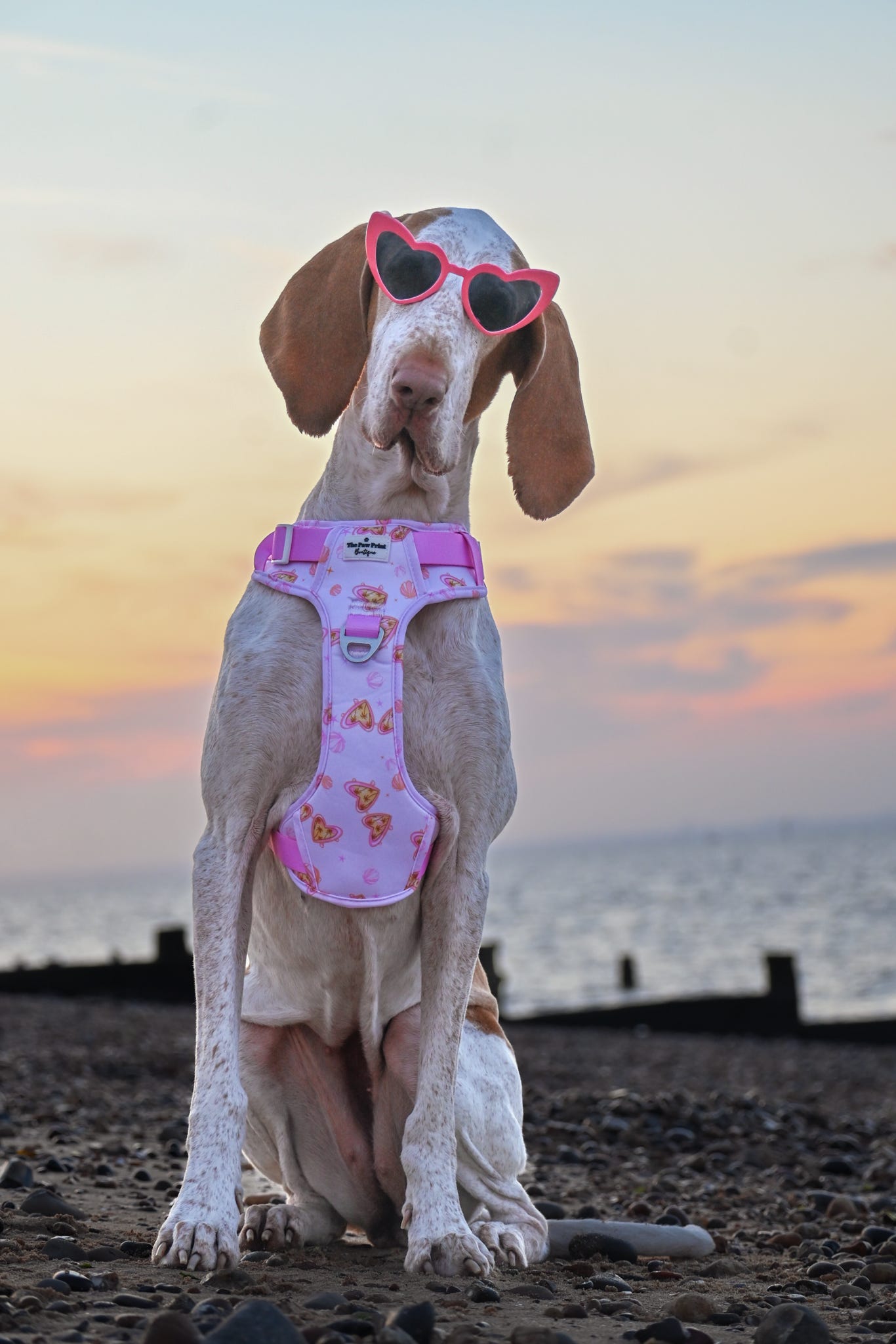 Miami Palms Adventure Paws Harness