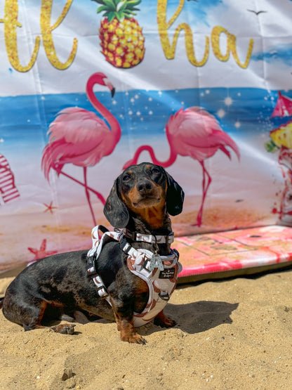 Beach Club Pawty Tickets 🏖️